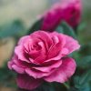 Rose Body Butter - Image 2
